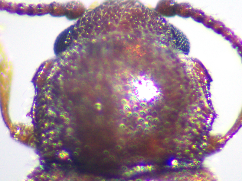 Crpyptophagus uncinatus